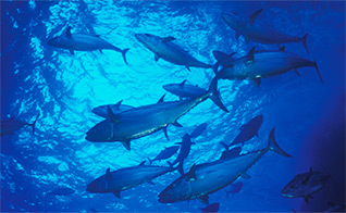 The deep blue ocean called 「Bonin Blue」