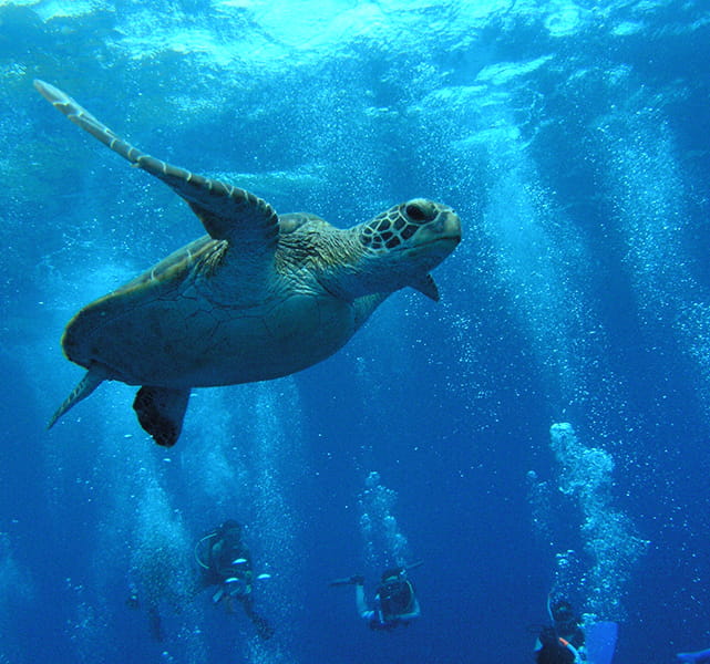水中体験プログラム