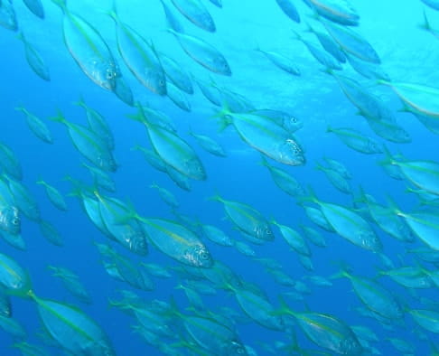 水中体験プログラム