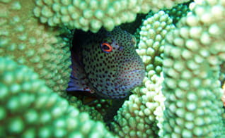 水中体験プログラム