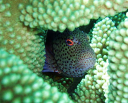 水中体験プログラム